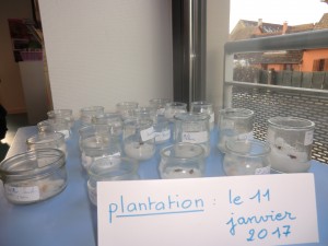 plantation 1
