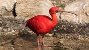 ibis-rouge-4-650x366R