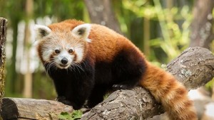 panda-roux-R